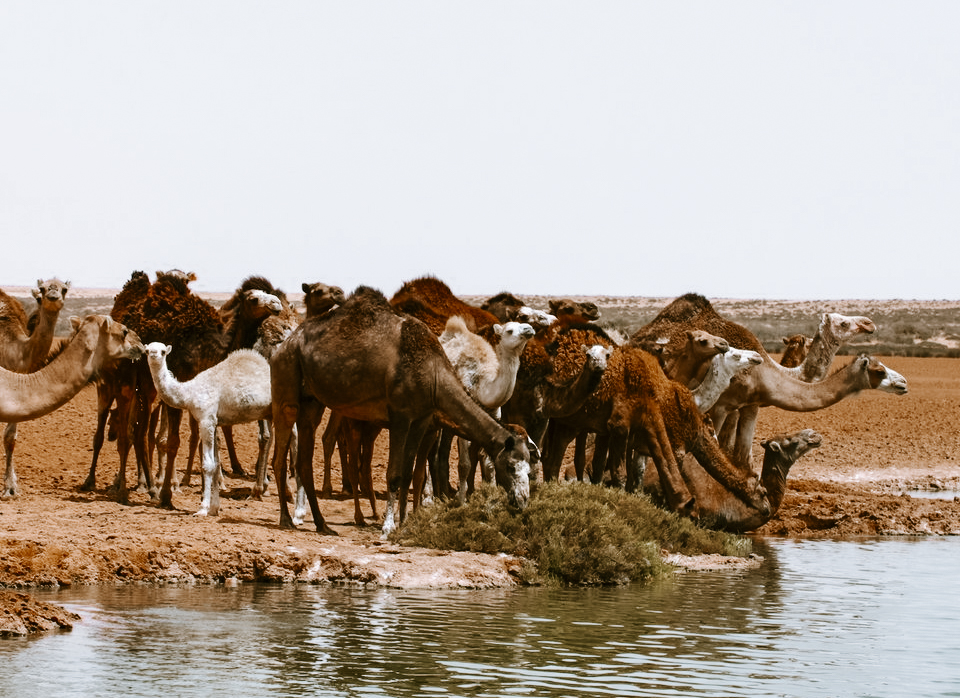 <span> Day 3 </span>DAKHLA/ IMLILI / PUERTO RICO BEACH